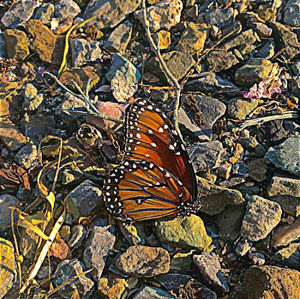 Meet your Posher, Ken